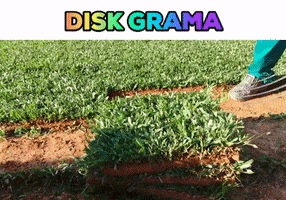 Grass Blumenau GIF by Disk Grama