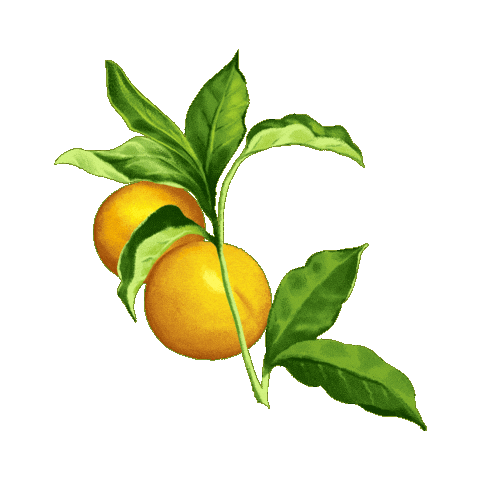 Full Circle Gin Sticker by fullcircledistillers