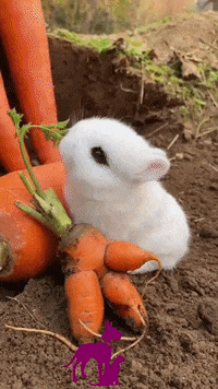 Cute-bunny GIFs - Get the best GIF on GIPHY