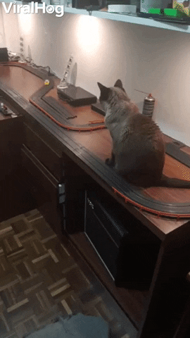 Slot Car Cat GIF by ViralHog