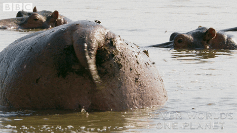Hippo-poo GIFs - Get the best GIF on GIPHY