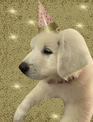 Birthday Party Dog GIF