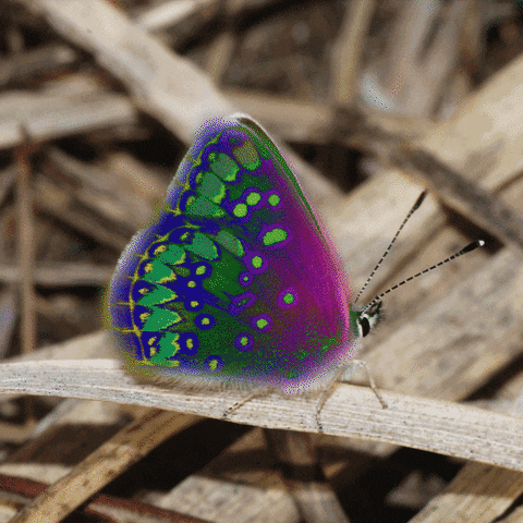 acid trip butterfly GIF