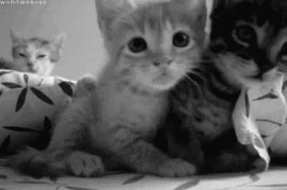 angry kitten