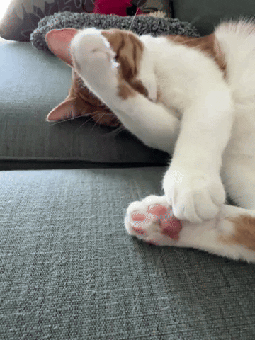 Fort Lauderdale Cat GIF by LindaDurbesson