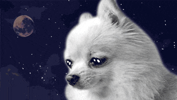Digital compilation gif. Photo of a small white dog edited to look like it's totally depressed and crying in outer space with the moon in the background, a single blue tear falling each time.