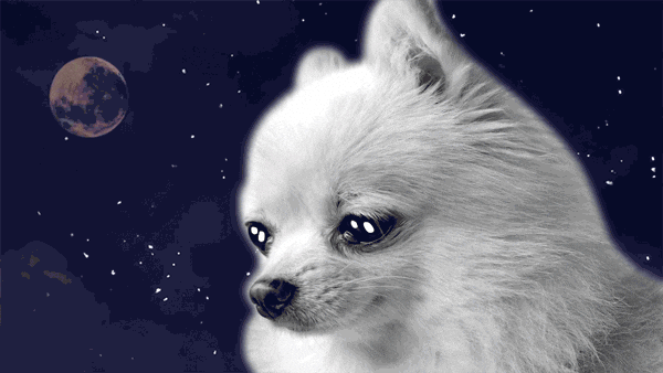 Dog Gifs Dog Gifs