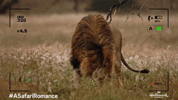 Lion GIF by Hallmark Channel