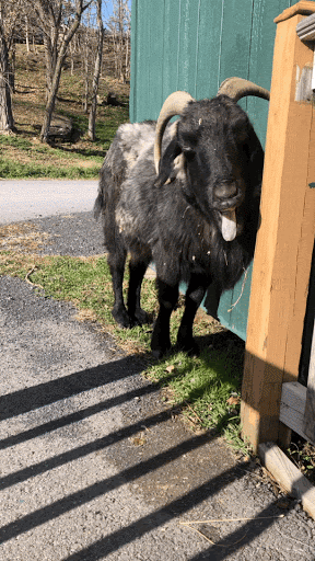 Tired Vegan GIF by Catskill Animal Sanctuary