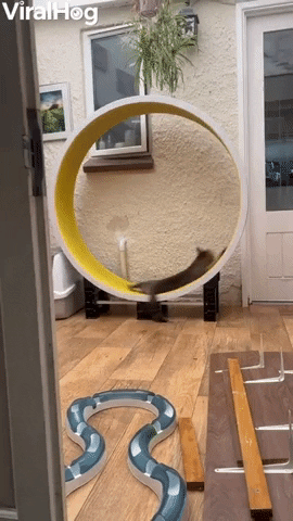 Savannah Cat Goes All The Way Around On Cat Wheel GIF by ViralHog