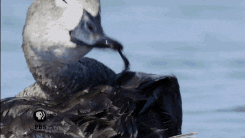 Pbs Nature Ducks GIF by Nature on PBS