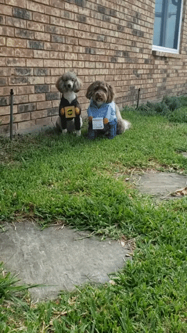 Halloween Dog GIF by Geekster Pets