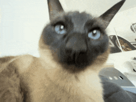 Cat GIF