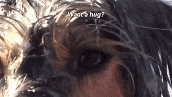 rikki dog animal hug boomer GIF