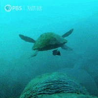 Marine Life Swimming GIF by Nature on PBS