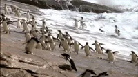 beach running GIF