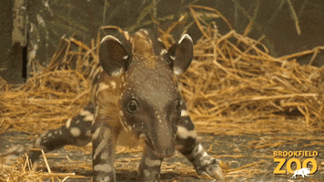 Baby Cute Animals GIF by Brookfield Zoo