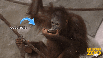 Monkey Snack GIF by Brookfield Zoo