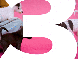 3 2 1 Puppy GIF by BuzzFeed