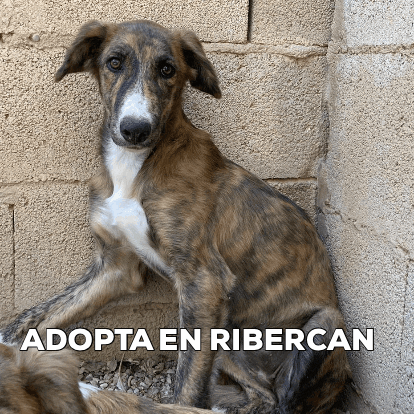 Ribercan GIF
