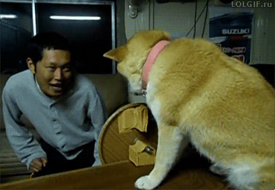 giphy.gif