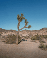 Joshua Tree 3D GIF by Tom Windeknecht