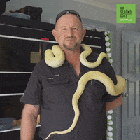 Snakes GIFs - Get the best GIF on GIPHY