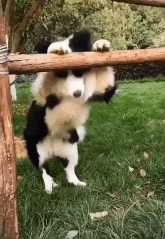 giphy-downsized-large.gif