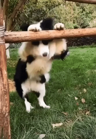 Aww Cute Dog GIF - Find & Share on GIPHY