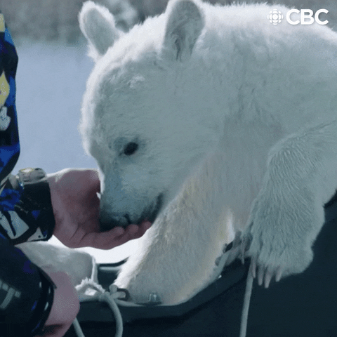 Polar Bear Cub GIF by CBC