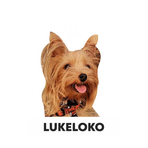 Csclkcrew Sticker by Cuscoloko