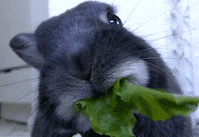 Video gif. A gray rabbit enthusiastically nibbles a leaf of curly green lettuce.