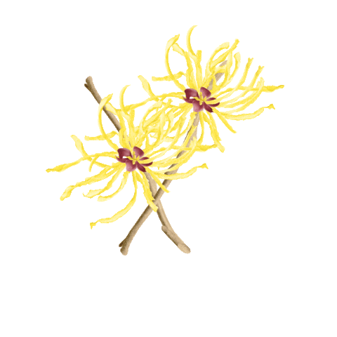 Humphreys Witch Hazel Sticker