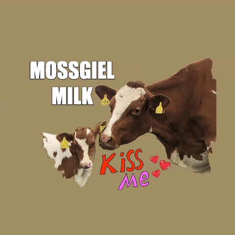 MossgielFarmMilk mother milk cow farm GIF
