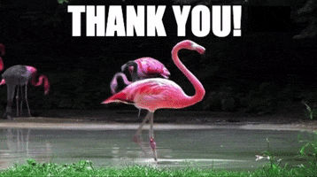 ForwardMadisonFC thank you flamingo madison flamingos GIF