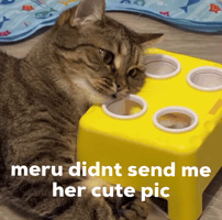 Cat Meru GIF