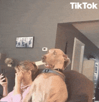 Funny-shock GIFs - Get the best GIF on GIPHY Funny-shock GIFs - Get the best GIF on GIPHY