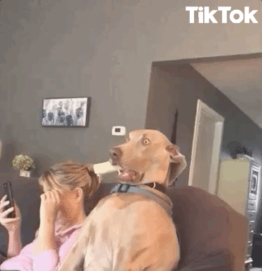 funny dog tik tok