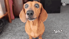 Video gif. Small brown dog with floppy ears and huge, eager eyes stares intently and licks its nose, while text that says "*pls*," short for please, pops up across the screen.