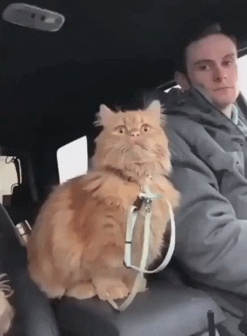 Cat GIF