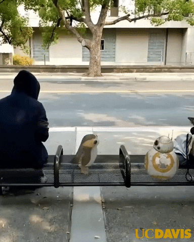 May The Fourth Be With You Star Wars GIF by UC Davis