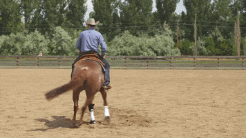 HorseandRider cowboy reining nrha horserider ondemand GIF