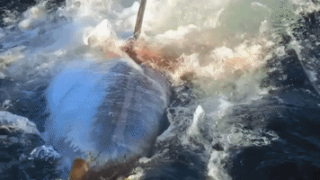 tertramphan  GIF