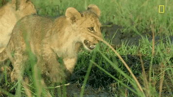 Nat Geo Savage Kingdom GIF by National Geographic Channel