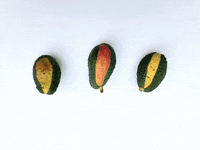 File:Animated avocado with pit.gif - Wikimedia Commons