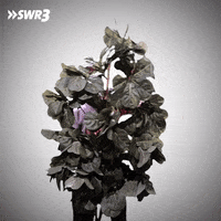 Flower Oh Snap GIF by SWR3