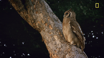 Nat Geo Owl GIF by National Geographic Channel