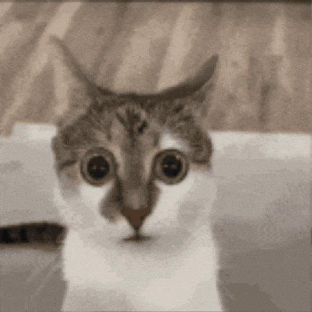 Cat Omg GIF