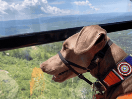 Dog GIF