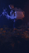 GIF